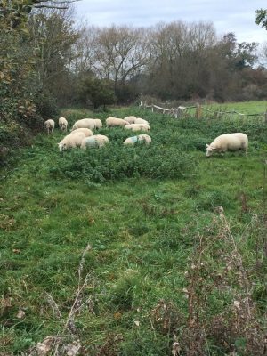 sheep-new-grass