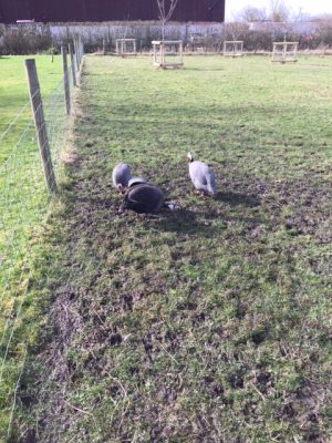 Feb-Guinea fowl in mud