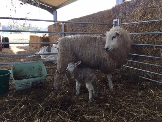 Unexpected Mum and lamb