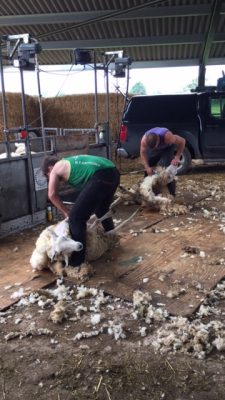 Shearing