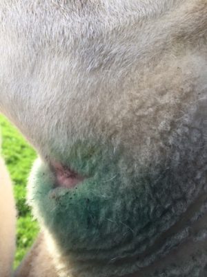 sheep blog 6