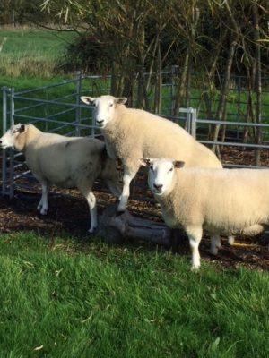 sheep blog 9